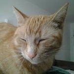 Profile Picture of Michael Machielse (@lolmichaelswag) on Instagram