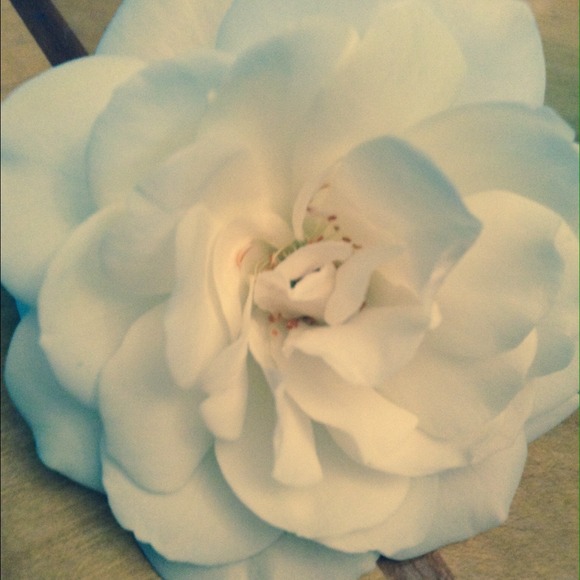 Profile Picture of Chanthal Mendoza (@chanthal_m) on Poshmark