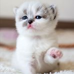 Profile Picture of Joel Bear Lim (@Joel-Bear-Lim) on Facebook