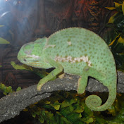 Profile Picture of Adam Rak (@adamrak9162) on Youtube