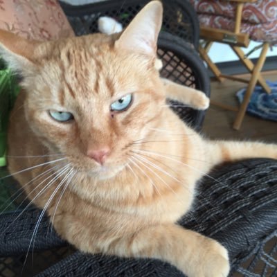 Profile Picture of JANET CUNNINGHAM (@WtpopsJANET) on Twitter