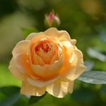 Profile Picture of Scott Hargett (@drivintoolp) on Instagram