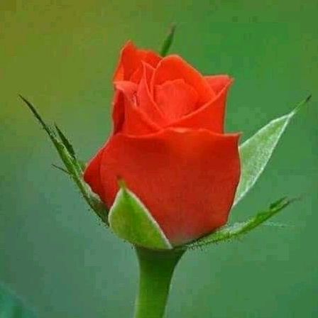 Profile Picture of Yolanda Calzada (@yolacal16) on Tiktok