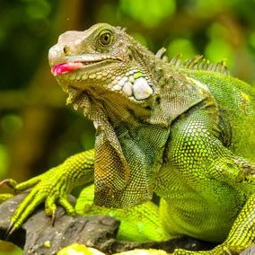 Profile Picture of Amundsen Scott (@ScottAmundsena) on Twitter