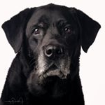 Profile Picture of Peter Guyton Photography (@psg.labradors) on Instagram