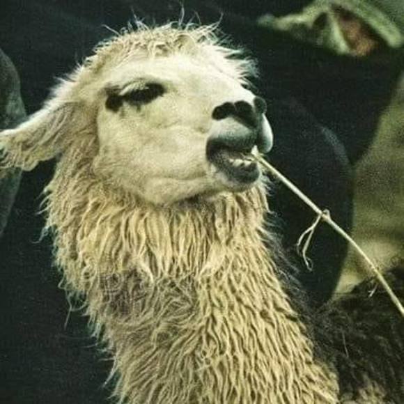 Lara St james - Poshmark Profile Picture of Lara St james (@truly11) on Poshmark