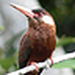 Profile Picture of Luis Fernando Galindez Zuñiga (@luisfer1026) on Flickr