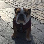 Profile Photo of Ричард (@richard_english_bulldog) on Instagram