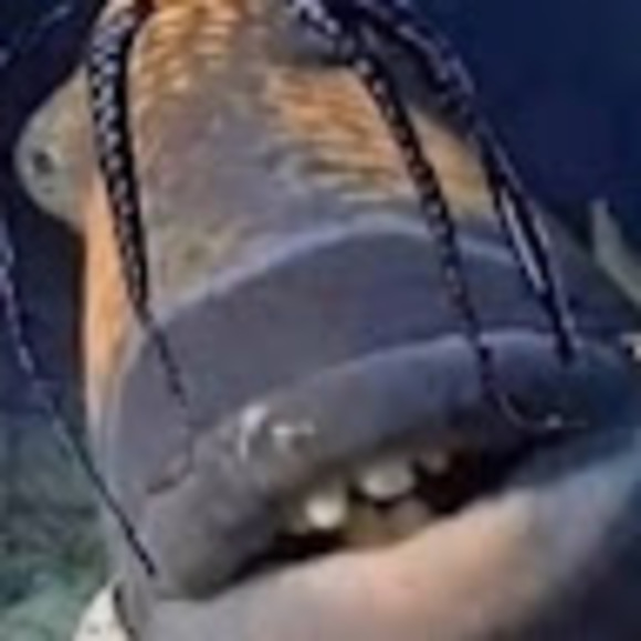 Profile Picture of Damianno Wallace (@damiannowallace) on Poshmark