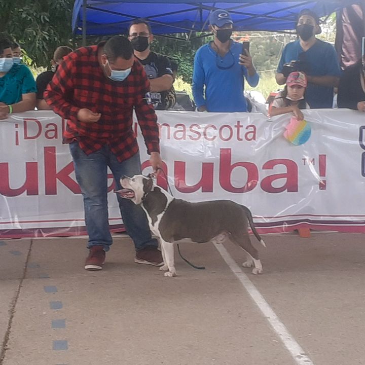 Profile Picture of David Giron (@davidgiron22) on Tiktok