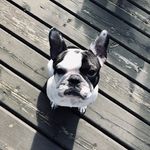 Zoey Montana - Instagram Profile Picture of Zoey Montana (@zoeymontana46) on Instagram