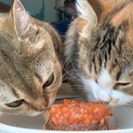 Profile Picture of Mia Cheesecake & Bailey Puff (@cheesecakeandbailey) on Instagram