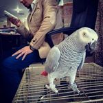 Profile Picture of Taher Shennib (@tahershennib) on Instagram