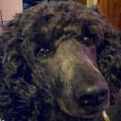 Profile Picture of Robin Davison-Fleury (@robindavison-fleury7859) on Youtube