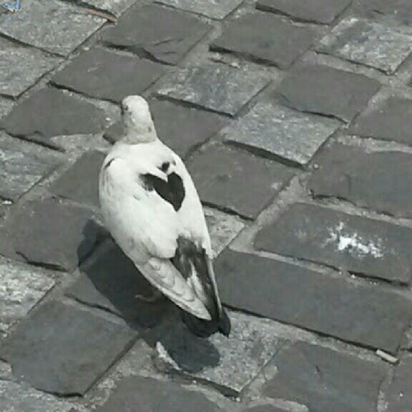 Profile Picture of Dannette Peck (@dannetteelise) on Poshmark