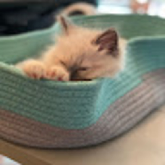 Profile Picture of Iris Xu (@irisxu618) on Poshmark