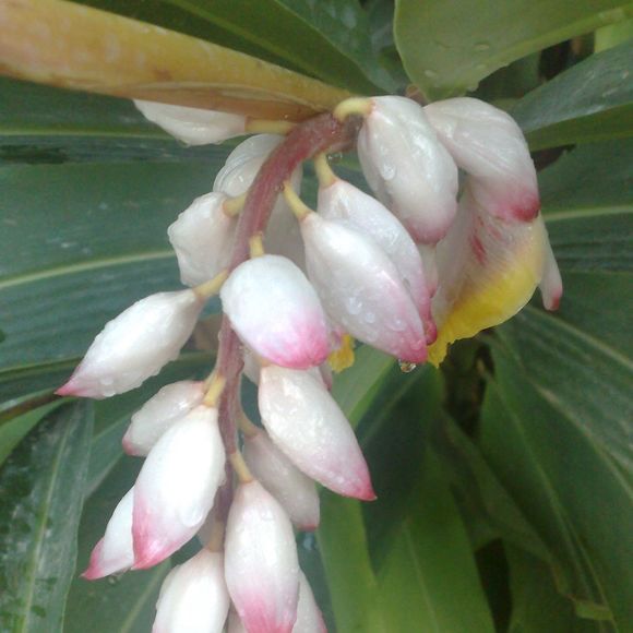 Profile Picture of Aziz Al shamsi (@saataziz) on Poshmark