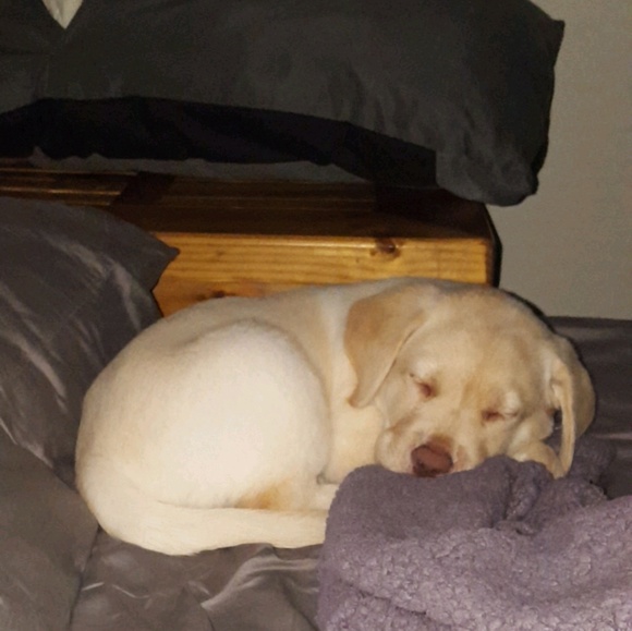 Profile Picture of Lizeth Cuevas (@lizc114) on Poshmark