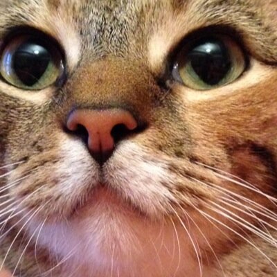 Profile Picture of Senada Ramusevic (@Senada_Hodzic) on Twitter