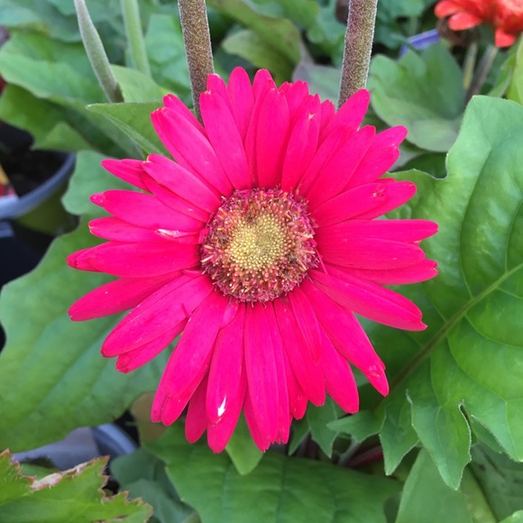 Profile Picture of Caitlin Spadone (@caitlin_spadone) on Poshmark