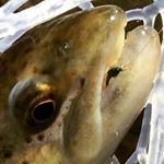 Profile Picture of Capt Kevin Merritt (@flyfishmayberry) on Instagram