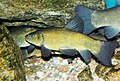 Profile Picture of Tench - Wikipediaon Wikipedia