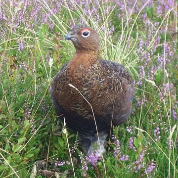 Profile Picture of Howard Watson 💙 (@NYorksGrouse) on Twitter