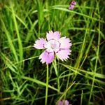 Profile Picture of Violette (@violette_bloom) on Instagram