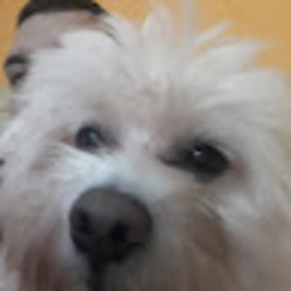 Profile Picture of Alejandro Luque (@alejandroluque) on Poshmark