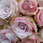 Profile Picture of Su Simmons (@s j floral designs) on Flickr