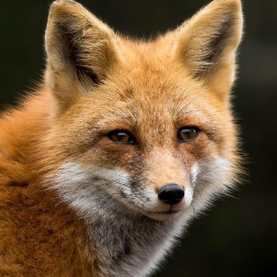 Profile Picture of Ava Maria Fuchs (@avamfuchs) on Twitter