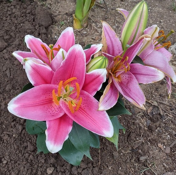 Profile Picture of Stephanie Bruce-kotchavar (@stephb3212) on Poshmark