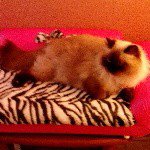 Charlotte Cruz - Instagram Profile Picture of Charlotte Cruz (@ivelisse.colon.7169) on Instagram