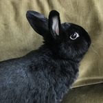 Profile Picture of 𝓚𝓵𝓪𝓾𝓼 𝓸𝓯 𝓑𝓾𝓷 𝓪𝓷𝓭 𝓡𝓮𝓼𝓽𝓵𝓮𝓼𝓼 (@bunandrestless) on Instagram