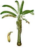 Profile Picture of Lakatan bananaon Wikipedia