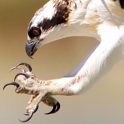 Profile Picture of Osprey Life (@JoeCentanniCPA) on Twitter