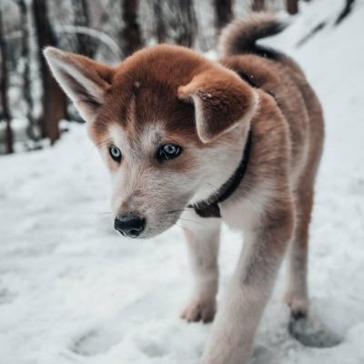 Profile Picture of Mike Marceau (@MarceauMike) on Twitter