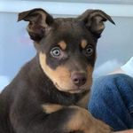 Profile Picture of Jaeyoung Lee (Jay) (@glorydogs_kr) on Instagram