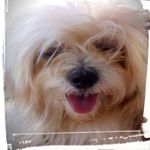 Profile Picture of Janet Cintrón (@cintron68) on Instagram