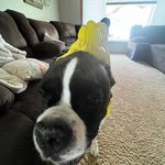 Profile Picture of William Haring (@william_haring1) on Instagram