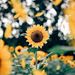 Profile Picture of Hazel Copper (@cloudysunflxwer) on Pinterest