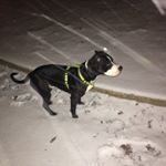 Profile Picture of David Kehl-Macak (@205_dallam) on Instagram