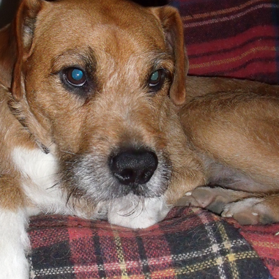 Profile Picture of Paul Kavanagh (@weegingerdug) on Twitter