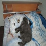 Profile Picture of Robert Johnson (@pechenikaovitz) on Instagram