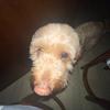 Profile Picture of elizabeth (@elizabethblumke) on Tiktok