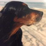 Profile Picture of Pam Snelling (@snellingpam) on Instagram