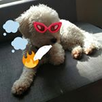 Profile Picture of Adam Kwan (@kroxldyphivcyo) on Instagram