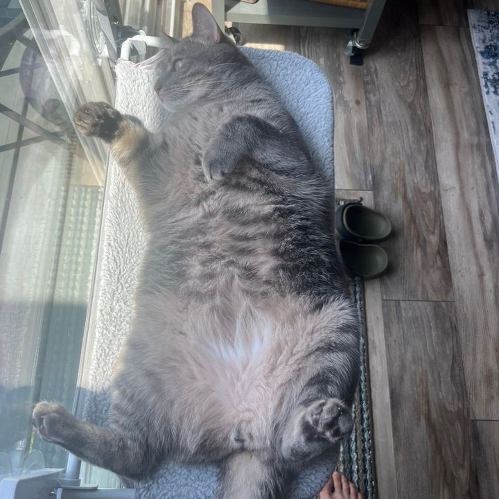 Profile Picture of Calvin Spilker (@pouyalilpoo) on Tiktok