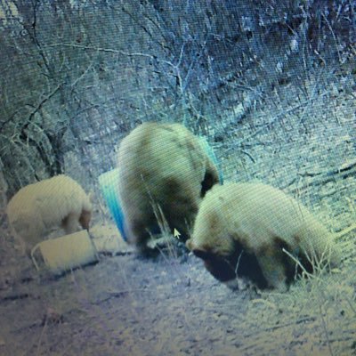 Profile Picture of Bryan Barsness (@bryan_barsness) on Twitter