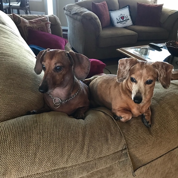 Profile Picture of Lisa Layland (@dlzgirl1) on Poshmark